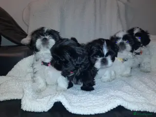 Shih Tzu dogs 7 shihtzu puppies for sale, merthyr tydfil - Advert 1