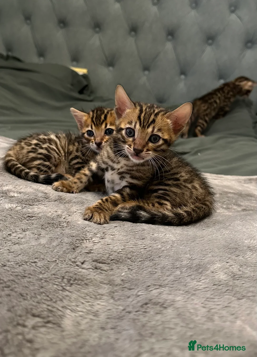 Bengal cats for sale: Bengal kittens for sale - Advert 9