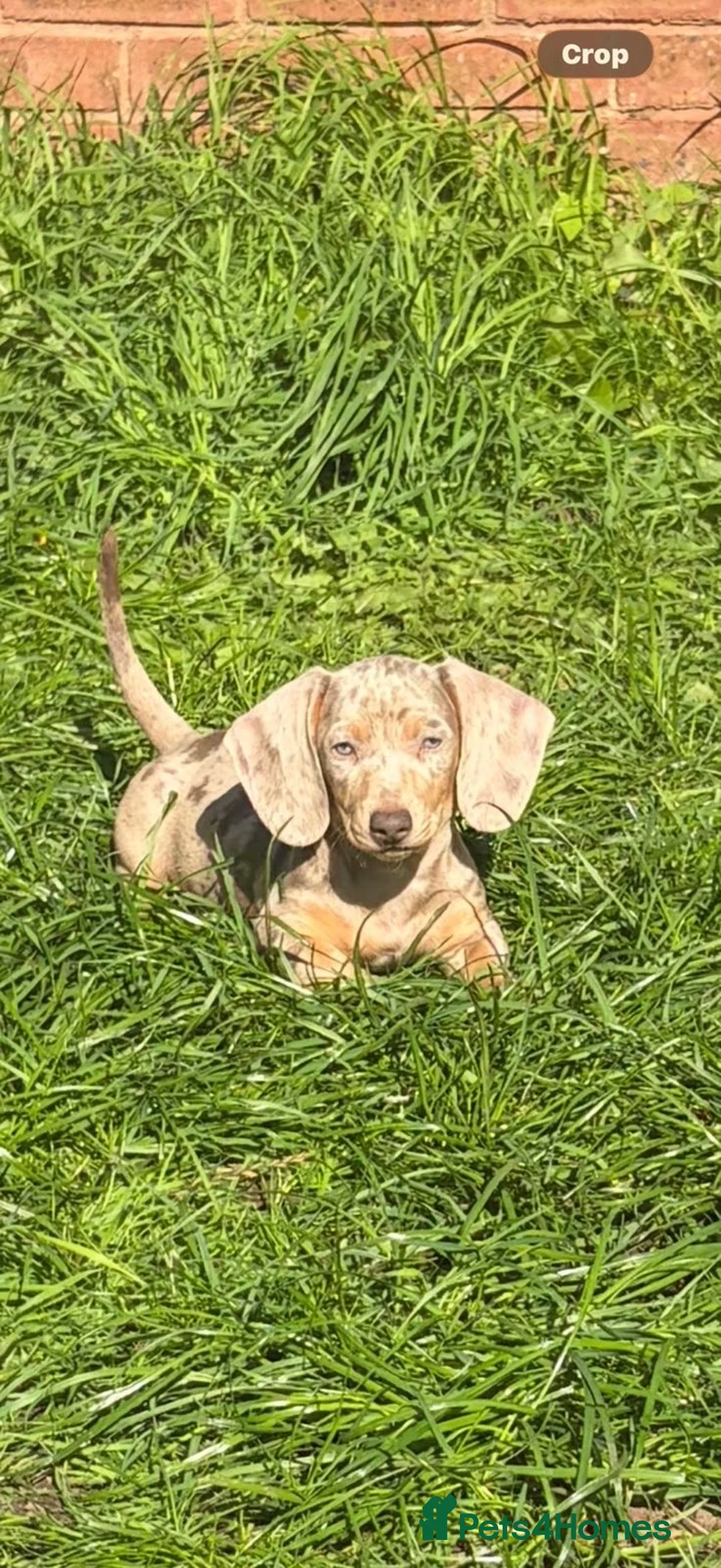 Miniature Dachshund dogs for sale: Miniature dachshund in Birmingham - Advert 6