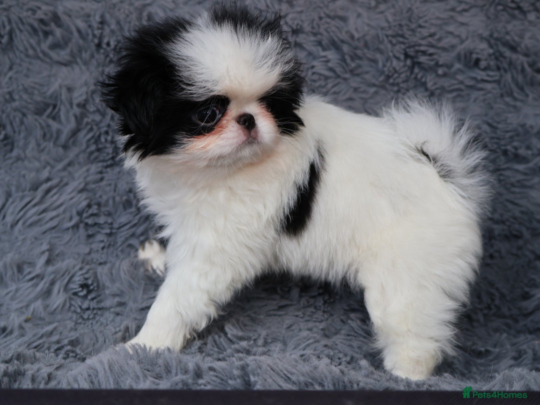 Japanese Chin dogs for sale: female - Image 13