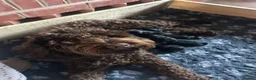 Australian Labradoodle dogs for sale: Multigenerational Australian Labradoodle Puppies - Advert 25