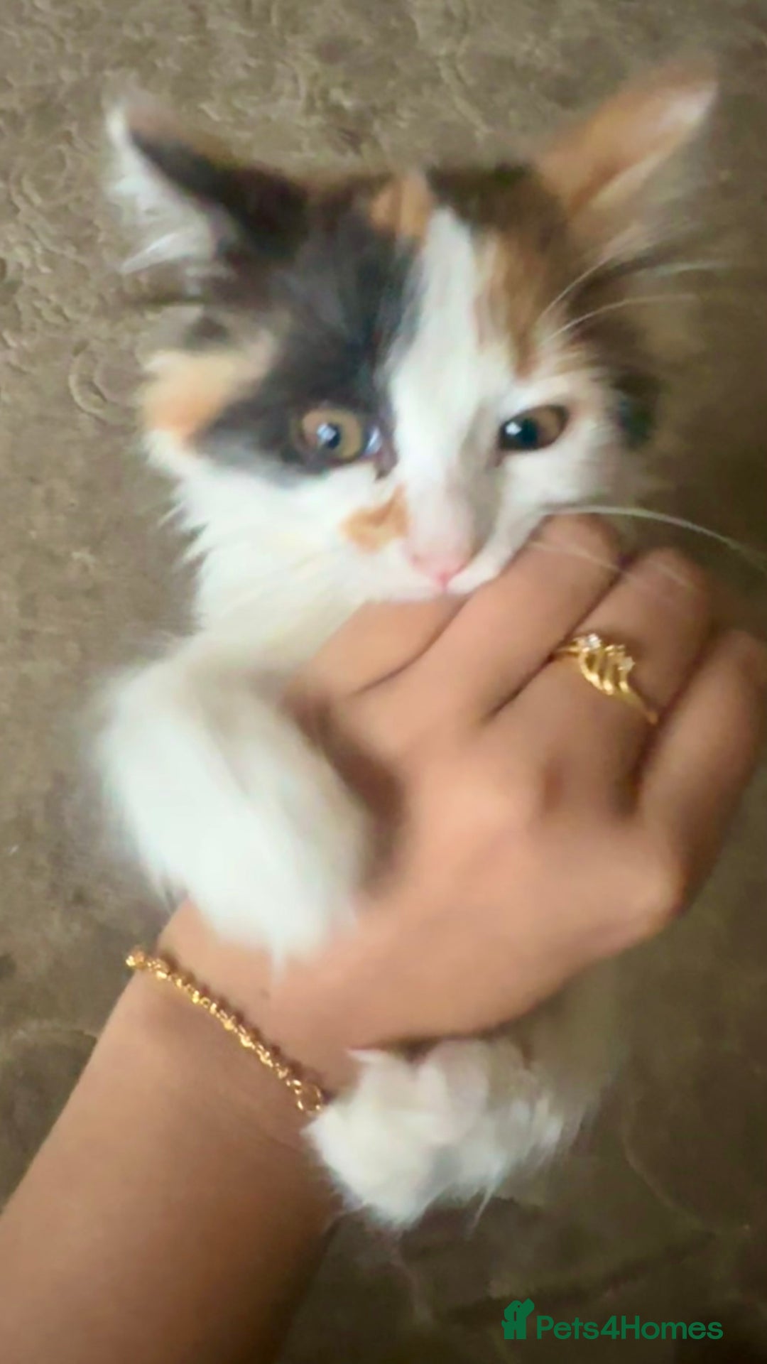 Ragdoll cats for sale: Rare Beautiful Calico ragdoll for sale! - Image 2