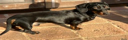 Miniature Dachshund dogs for stud: Miniature smooth haired dachshund for stud - Advert 2