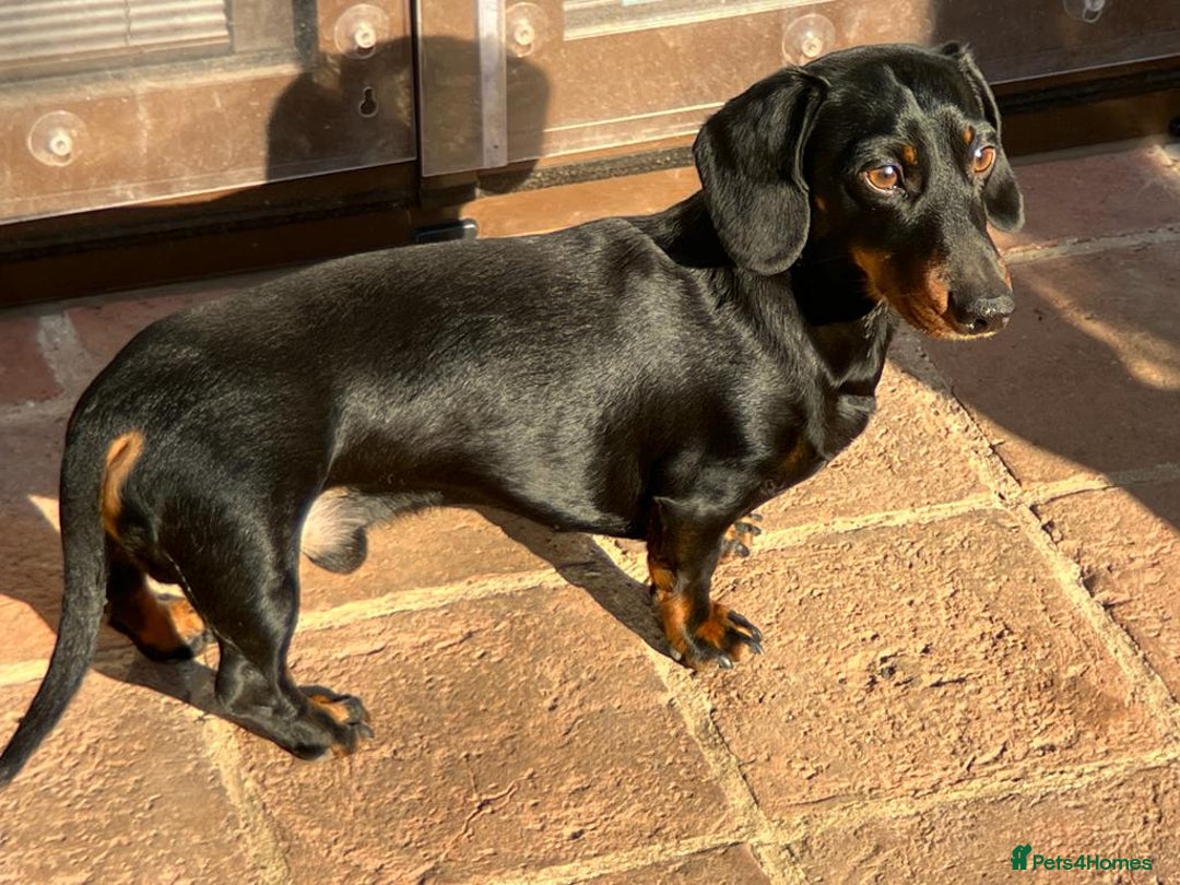 Miniature Dachshund dogs for stud: Miniature smooth haired dachshund for stud - Advert 2