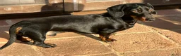 Miniature Dachshund dogs for stud: Miniature smooth haired dachshund for stud - Advert 2
