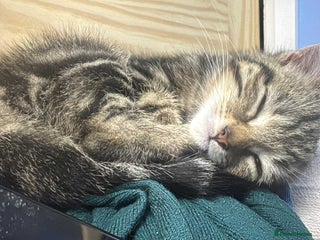 British Shorthair cats for sale: British short-hair kittens - Advert 1