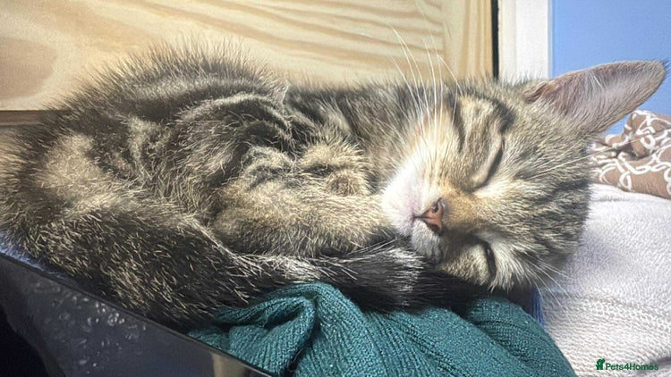 British Shorthair cats - Advert 6