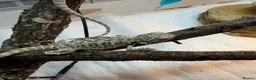 Bearded Dragon reptiles for sale: Baby Bearded Dragons. Visual Dunners & Hypos - Advert 19
