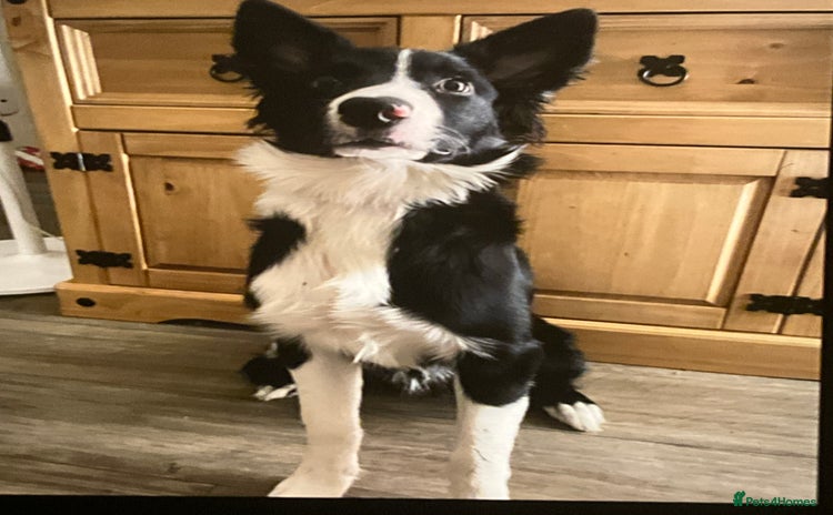 Border Collie dogs - Advert 2