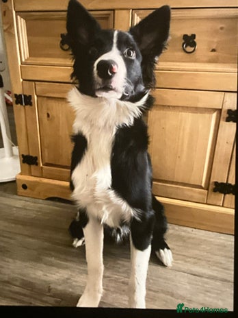 Border Collie dogs - Advert 5