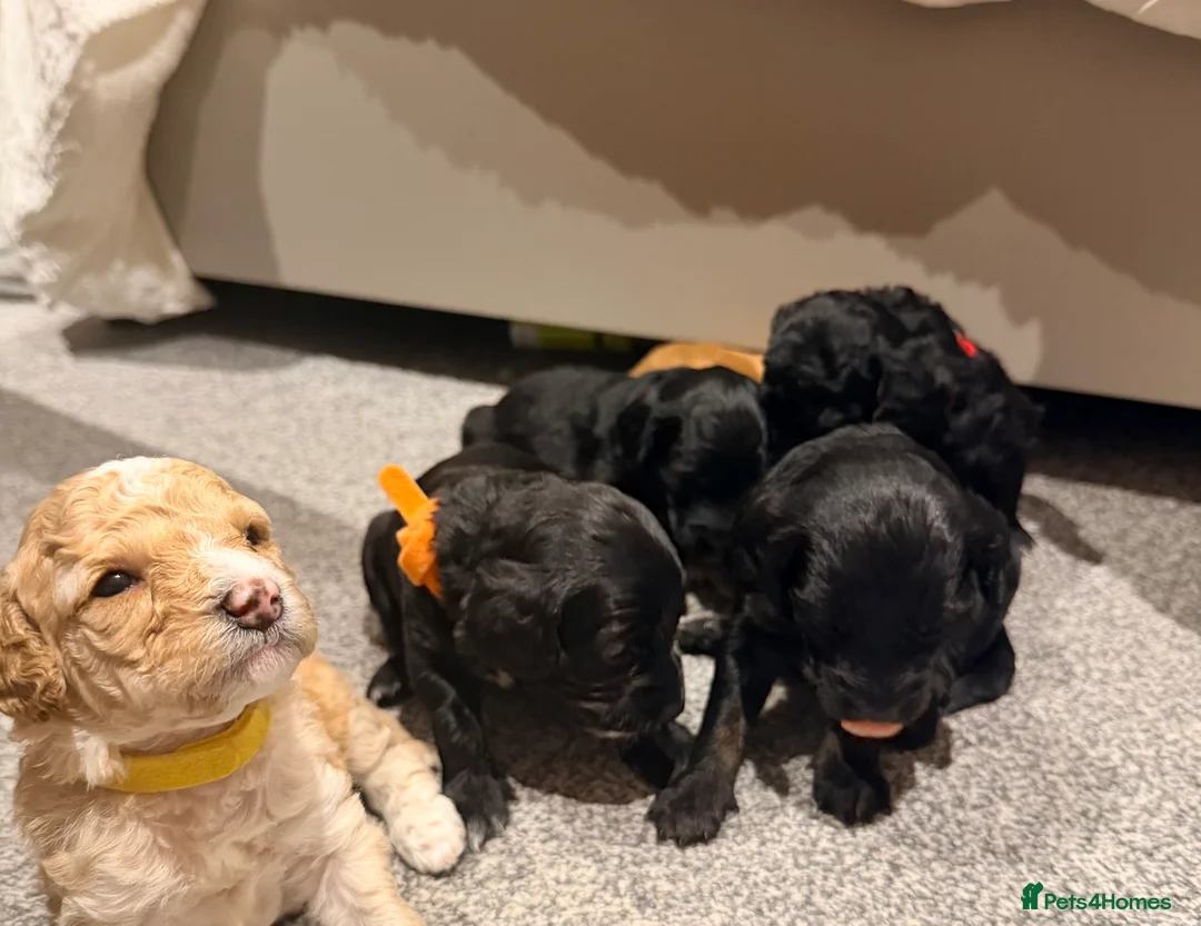 Mixed Breed dogs for sale: Loodlepoo Puppies  - Advert 4