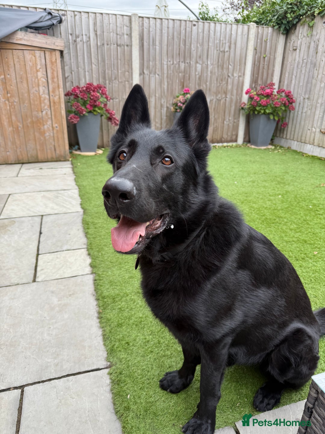 German Shepherd dogs for sale: Beautiful German shepherd - perfect family dog - Advert 1