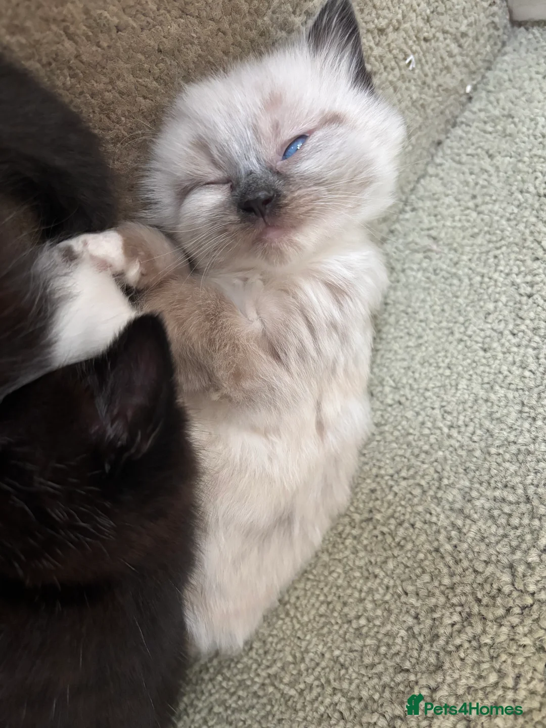 Mixed Breed cats for sale: Mixed breed Siamese kittens in Norwich - Advert 25