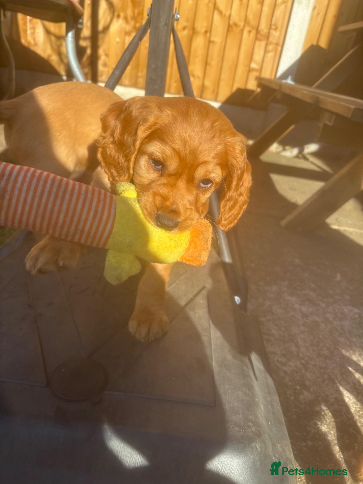 Cocker Spaniel dogs *READY NOW* KC Reg. Working Cocker Spaniels  - Advert 10