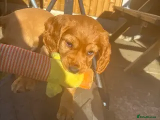 Cocker Spaniel dogs *READY NOW* KC Reg. Working Cocker Spaniels - Advert 17