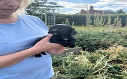 Cocker Spaniel dogs for sale: Kc registered litter of working cocker spaniels  - Image 1