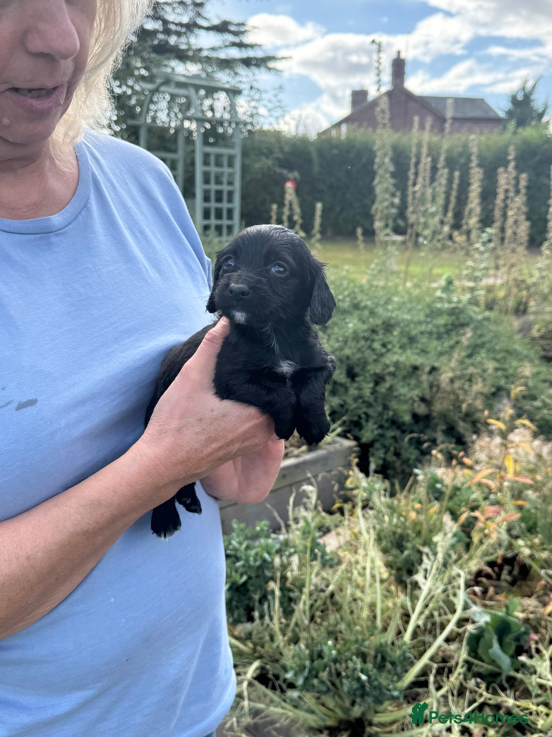 Cocker Spaniel dogs for sale: Kc registered litter of working cocker spaniels  - Image 1