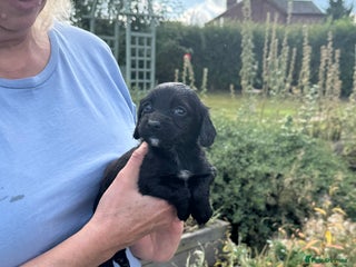 Cocker Spaniel dogs - Advert 7