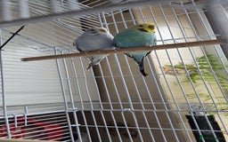 Budgerigars birds for sale: 2 Budgies - Advert 1