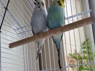 Budgerigars birds 1 Budgie - Advert 9