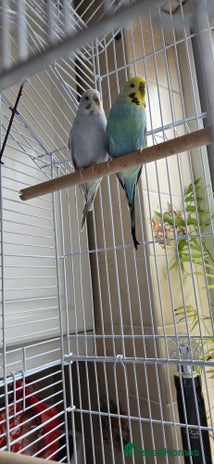 Budgerigars birds 2 Budgies - Advert 1