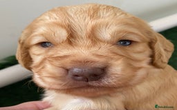 Cocker Spaniel dogs for sale: Beautiful KC Registered Cocker Spaniels - Image 9