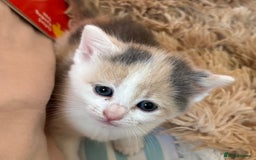 Mixed Breed cats for sale: 5 x gorgeous mixed kittens (4 left) - Image 5