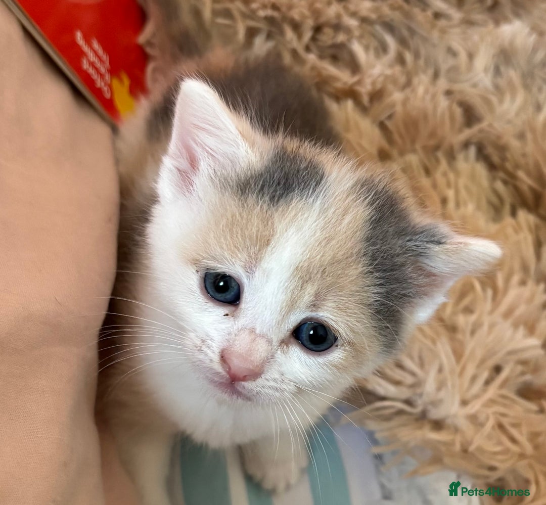 Mixed Breed cats for sale: 5 x gorgeous mixed kittens (4 left) - Image 5
