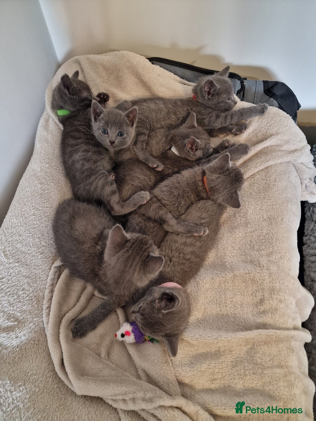 Russian Blue cats for sale: 7 Beautiful Russian Blues kittens 5 Girls 2 Boys. - Advert 8