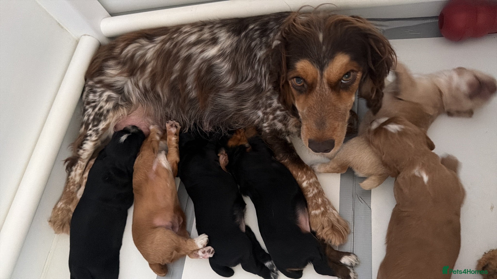 Cocker Spaniel dogs Working Cocker Spaniel Puppies - Advert 1