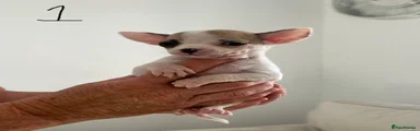 Chihuahua Puppy 1