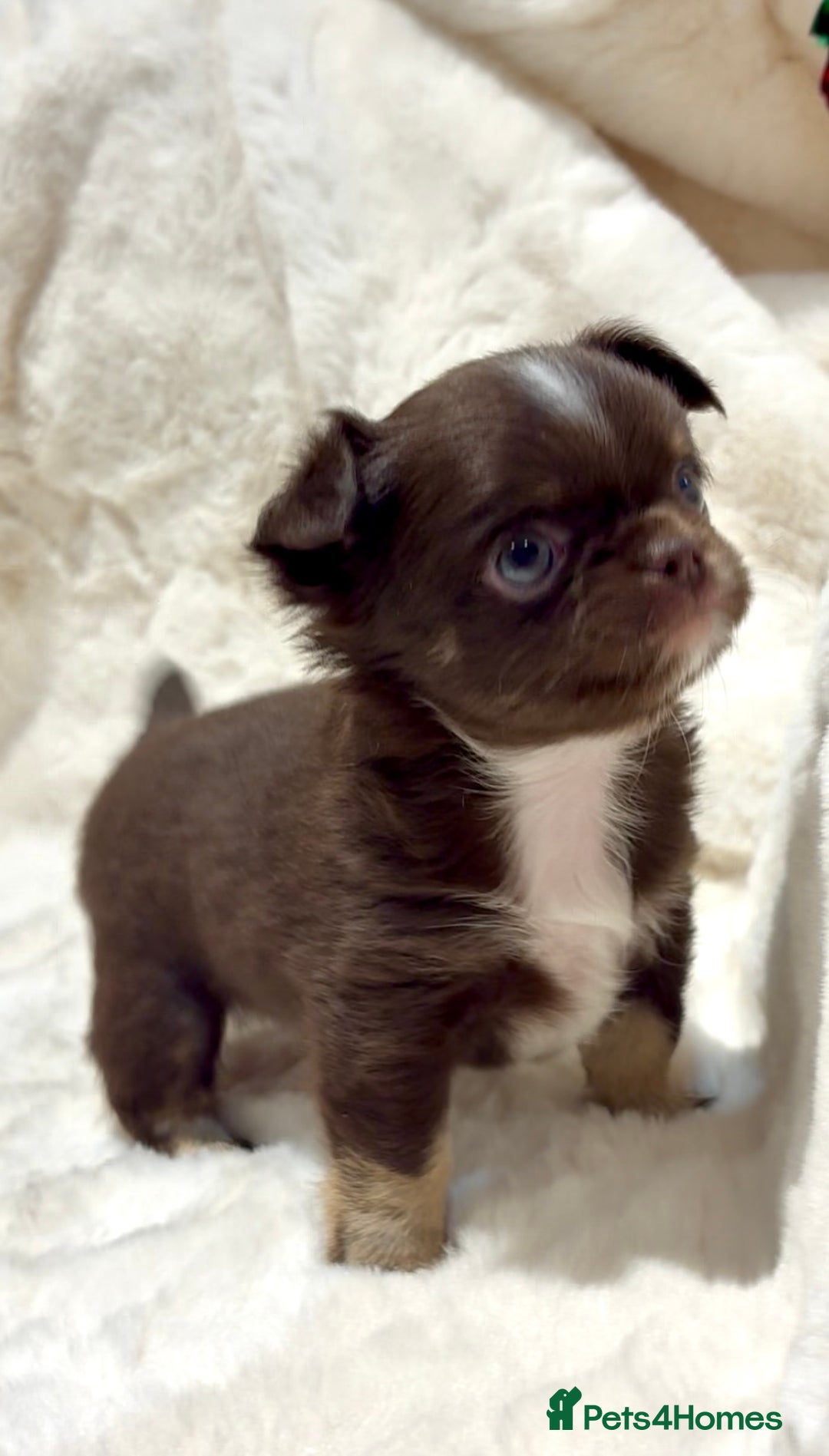 Chihuahua dogs for sale: QUALITY LONG COAT KC CHIHUAHUA PUPPIES  - Advert 19