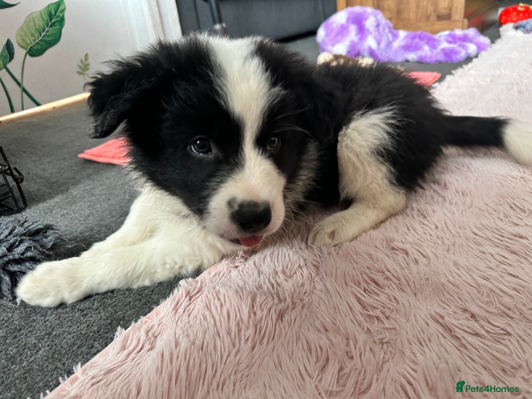 Border Collie dogs for sale: Dylan /Dill - ONLY 4 LEFT International Champion blood line - Image 9