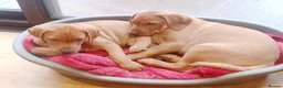Labrador Retriever dogs for sale: Fox Red Labrador - Advert 3
