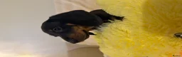 Miniature Dachshund dogs for sale: Adorable Puppies Ready for Loving Homes 🐾 - Advert 13