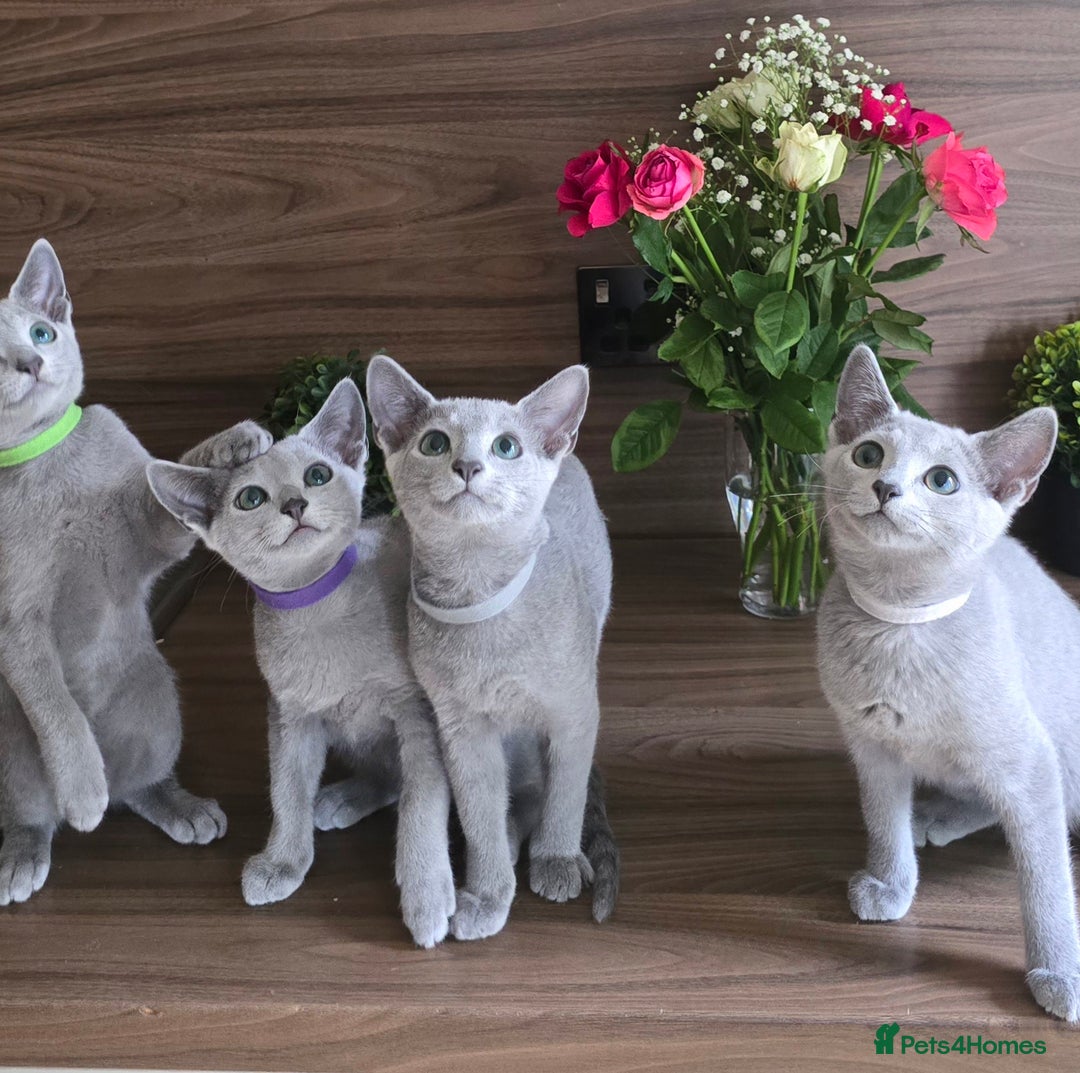 Russian Blue cats for sale: Russian Blue kittens Tica registered  - Image 9