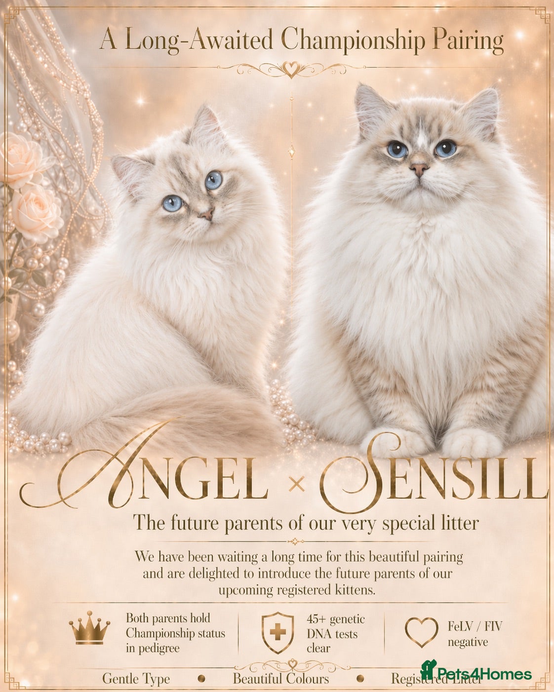 Siberian cats Champion Siberian & Neva Masquerade Kittens - Advert 2