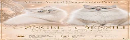 Siberian cats for sale: Champion Siberian & Neva Masquerade Kittens - Advert 1