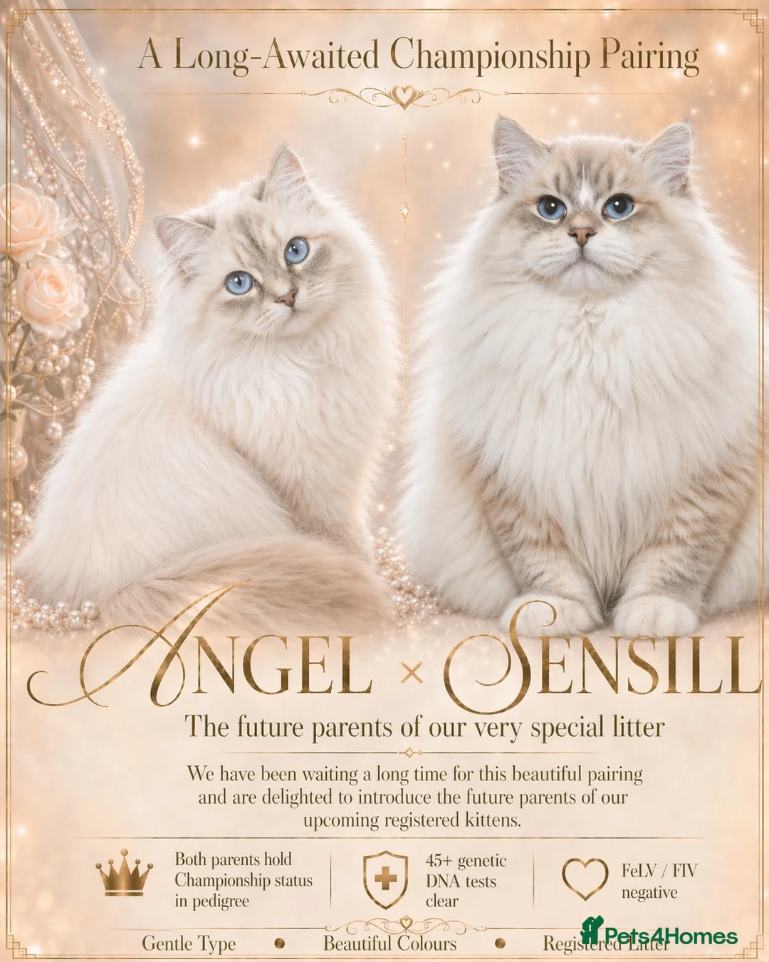 Siberian cats for sale: Champion Siberian & Neva Masquerade Kittens - Advert 1