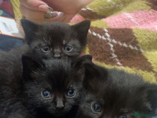 British Shorthair cats - Advert 27