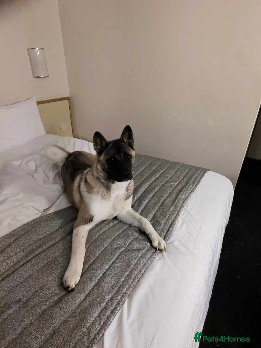 Akita dogs for sale: Shatzy is looking for a new home - Advert 2
