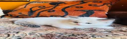 Ragdoll cats for sale: Ragdoll kittens  - Advert 34