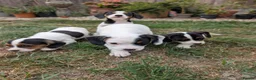 Jack Russell dogs for sale: Beautiful Jack Russell Puppies for sale 💙🐶🐾 - Advert 1