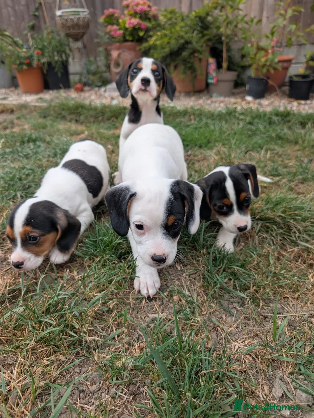 Jack Russell dogs for sale: Beautiful Jack Russell Puppies for sale 💙🐶🐾 - Advert 1