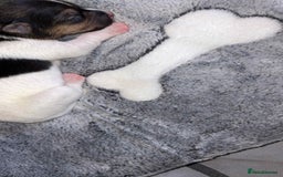 Jack Russell dogs for sale: Jack russell puppies  - Image 6