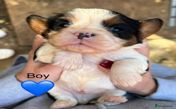 Cavalier King Charles Spaniel dogs - Advert 6