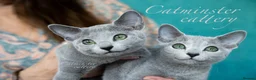Russian Blue cats for sale: Purebred Russian blue kittens  - Advert 4