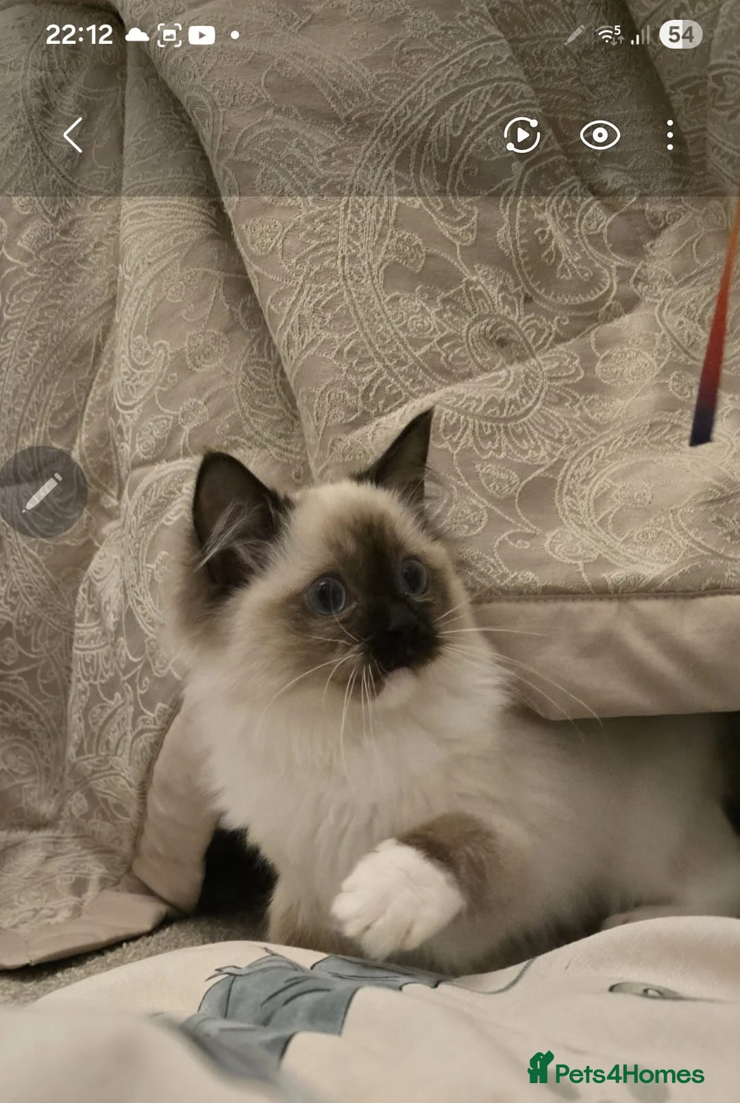 Ragdoll cats for sale: Ragdoll - Advert 11