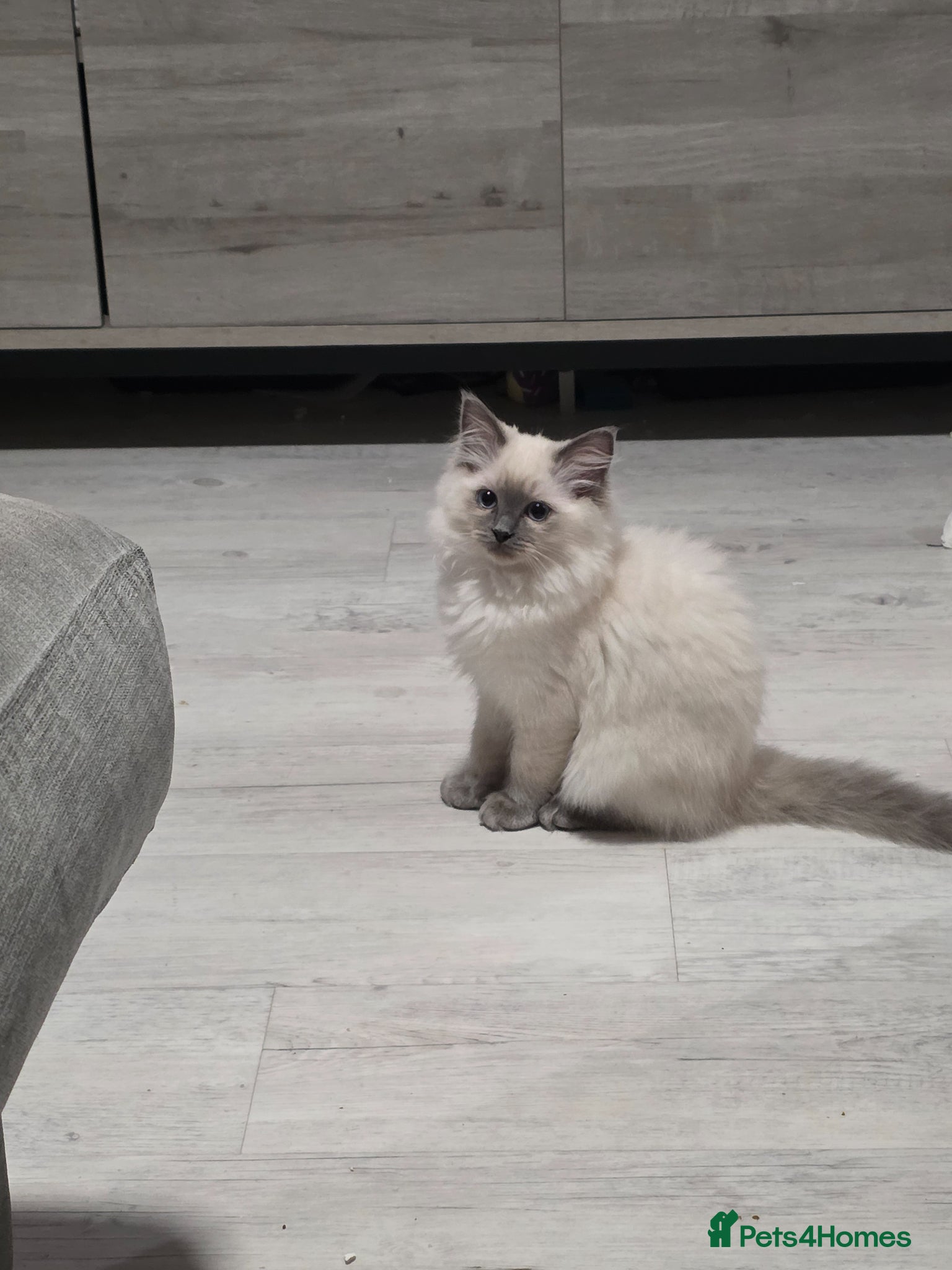 Ragdoll cats Blue point ragdolls  - Advert 2