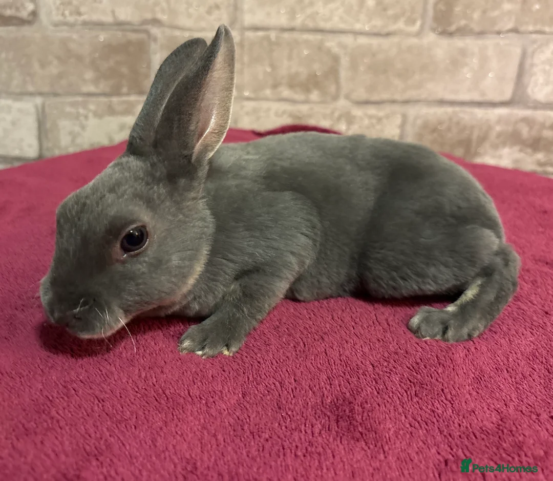 Mini Lop rabbits for sale: Mini Rex and mini lops - Advert 8